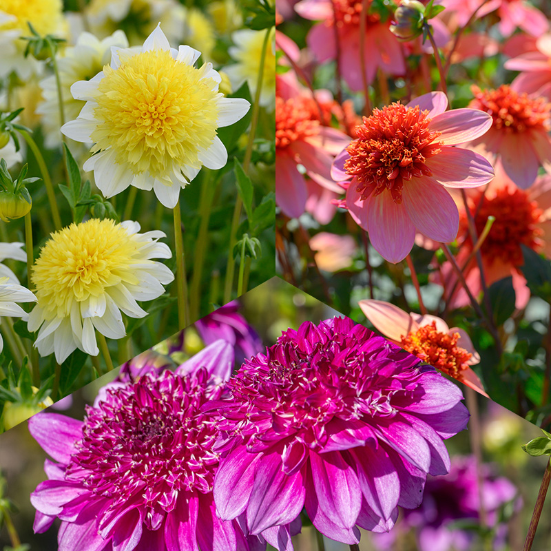 Anemoonbloemig Dahlia Pakket