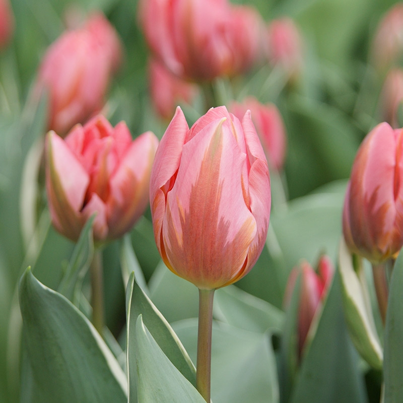 Tulp Pretty Princess