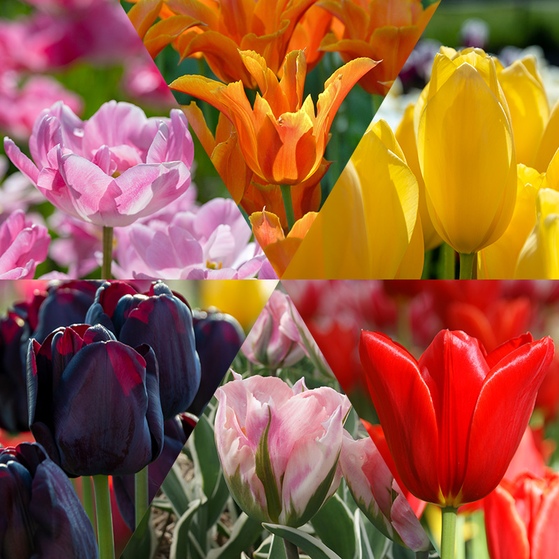 Snijbloemenpakket Tulpen "Tulip Varieties"