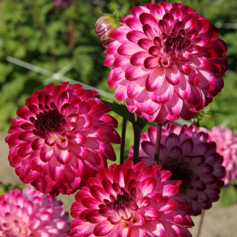 Dahlia Little Robert