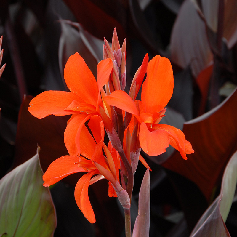 Canna Eric Neubert