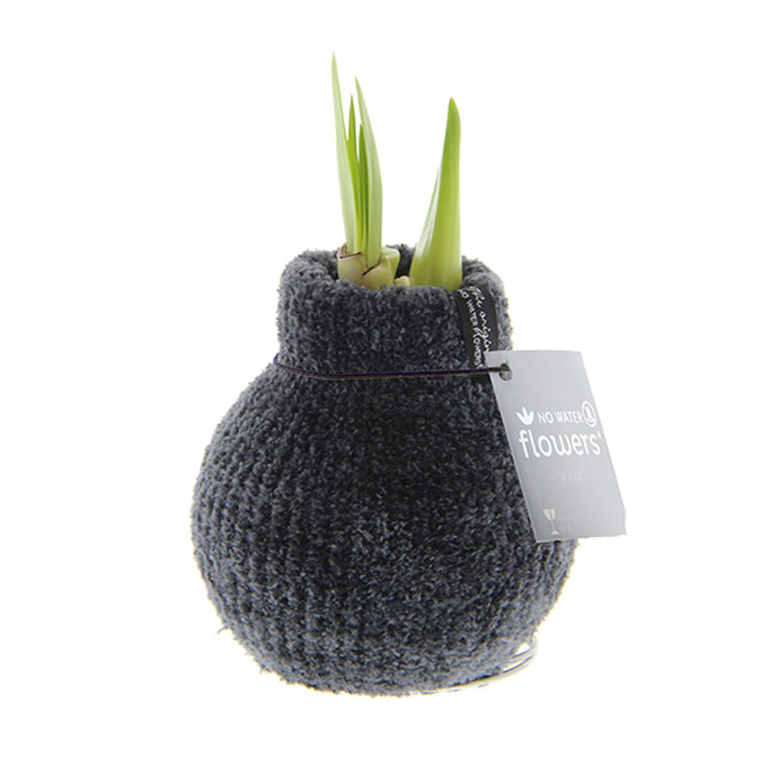 Wax Amaryllis Cozy Teddy Grijs