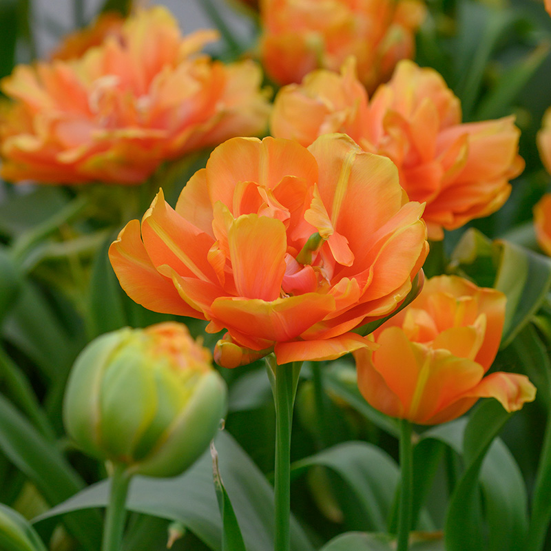 Tulp Le Lavandou®