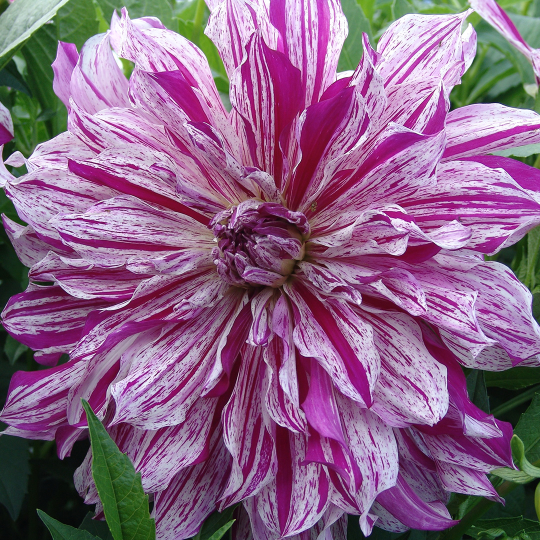 Dahlia Mom's Special