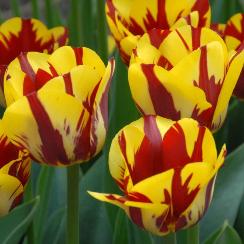 Tulp Helmar