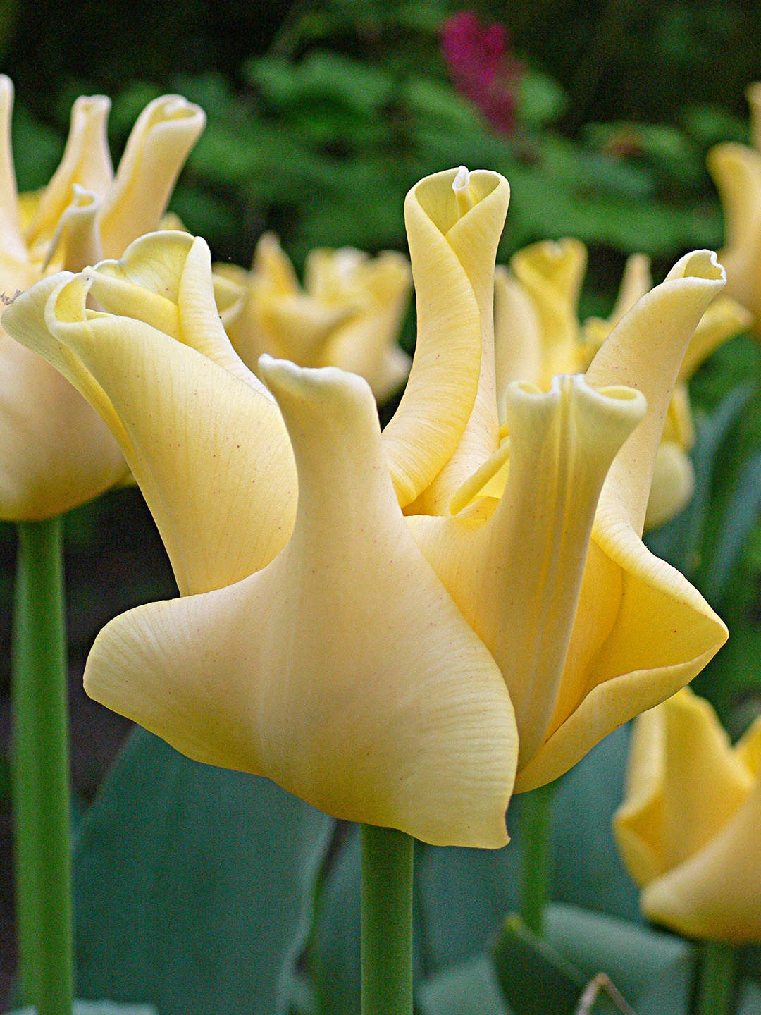 Tulp Yellow Crown