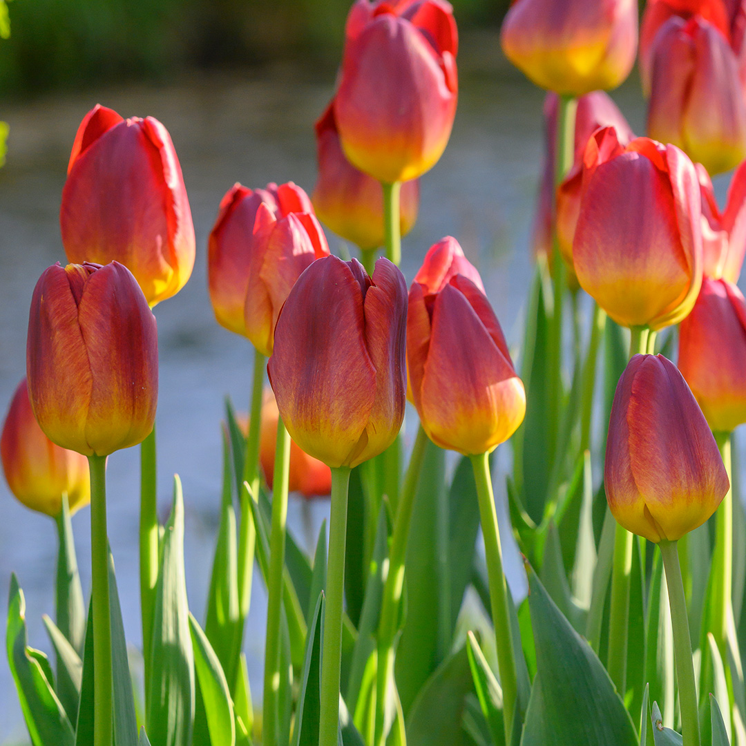 Tulp Amberglow