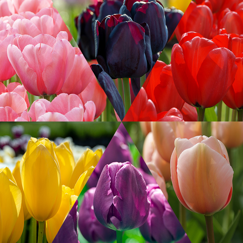 Bloembollenpakket Tulpen "Flower Classics"