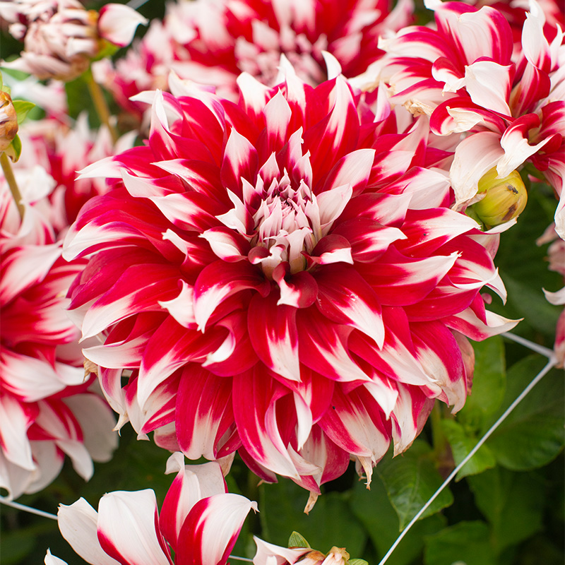 Dahlia X Factor®