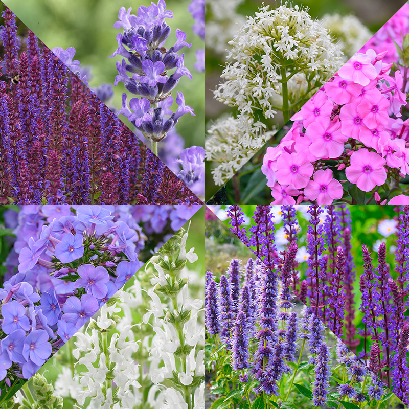 Borderpakket geurende vaste planten à 8