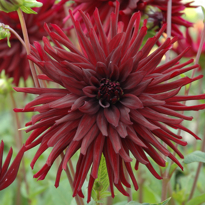 Dahlia Nuit d'Eté