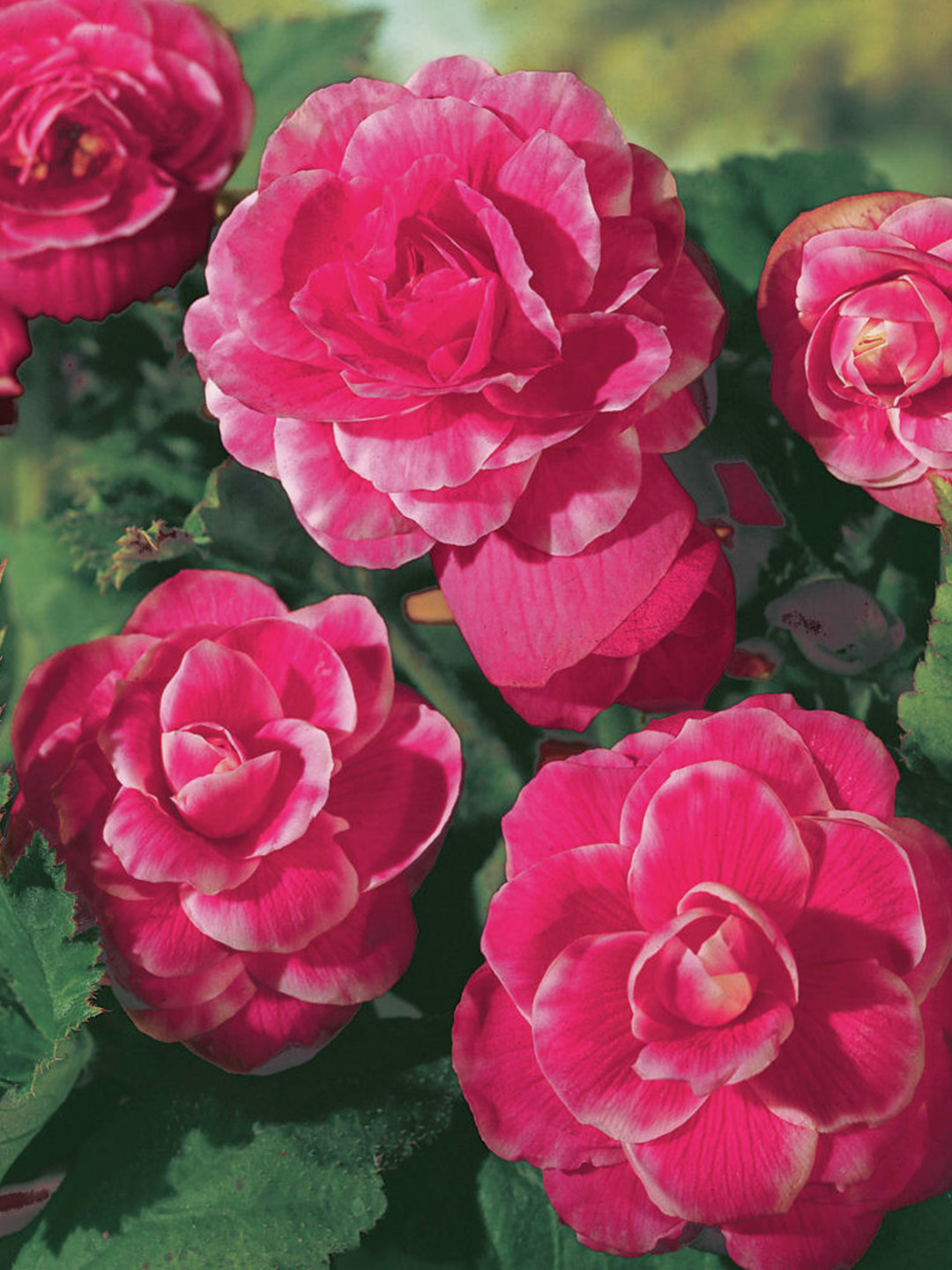 Begonia camelia