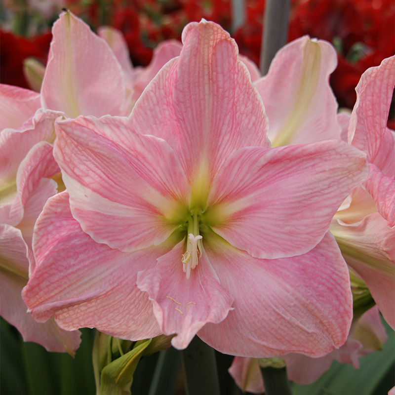 Amaryllis Sweet Star