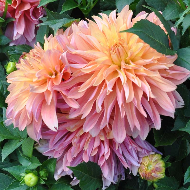 Dahlia Garden Desire