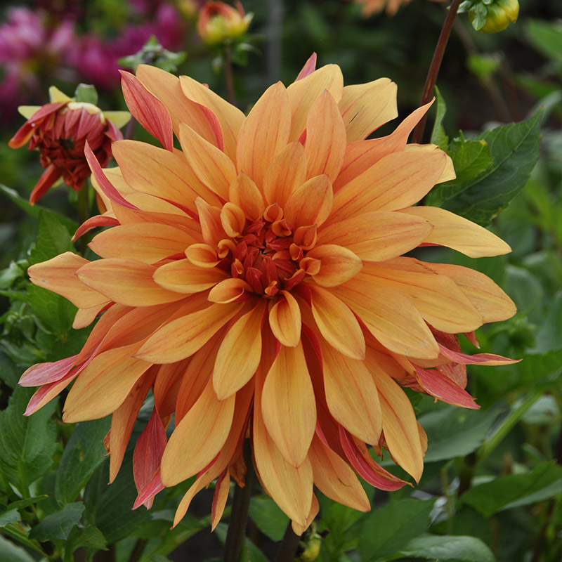 Dahlia French Cancan