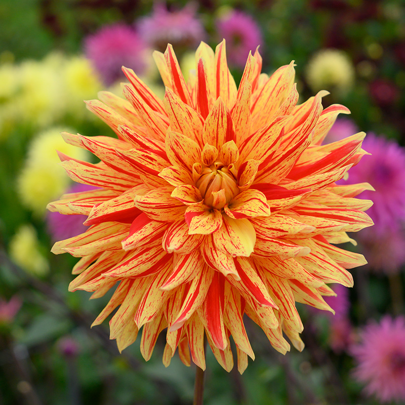 Dahlia Striped Vulcan