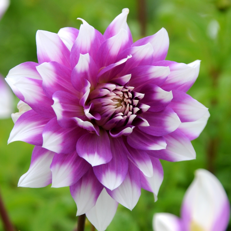 Dahlia Jean Marie®