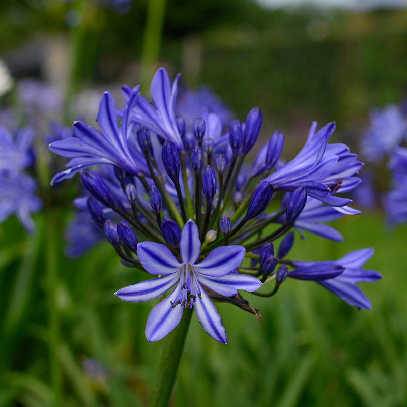 Agapanthus africanus