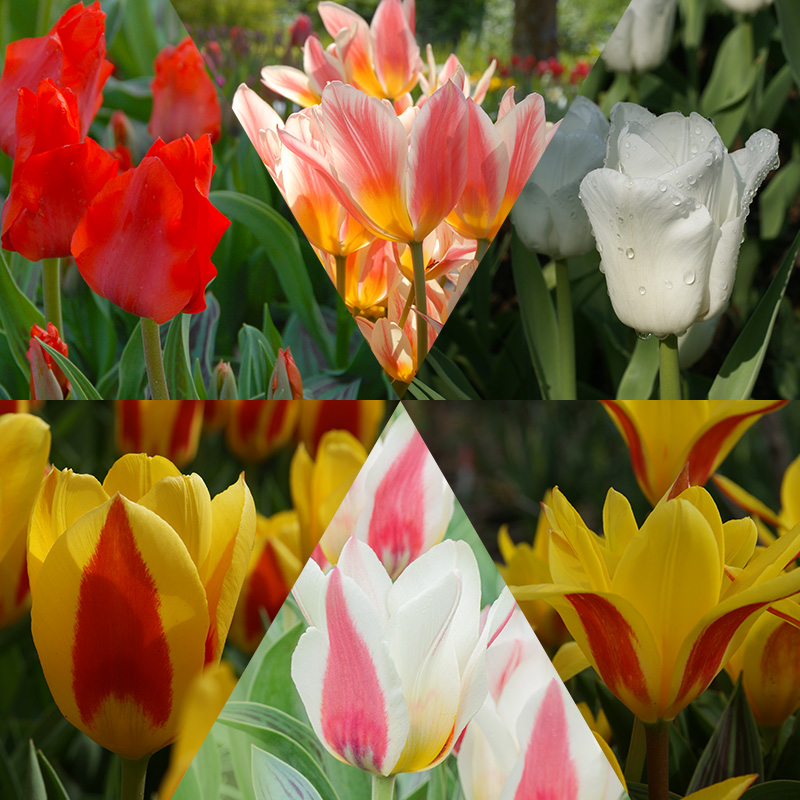 Bloembollenpakket vroeg bloeiende Tulpen