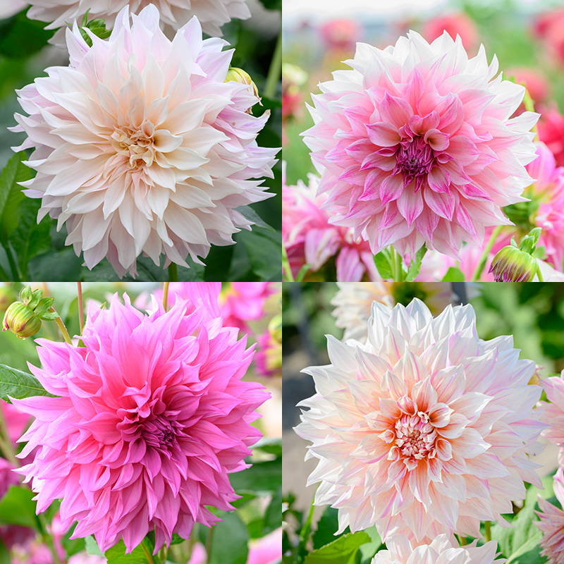 Reuze Dahlia Pakket "Café au Lait"