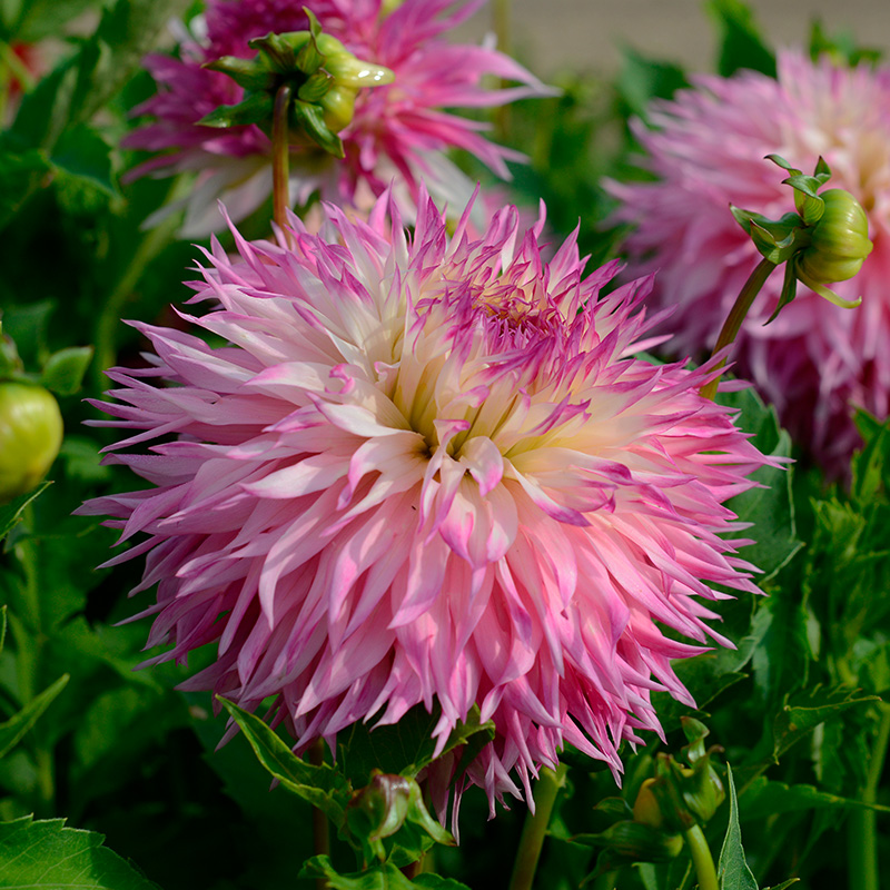 Dahlia Pinelands Princess , à 1 | 10400