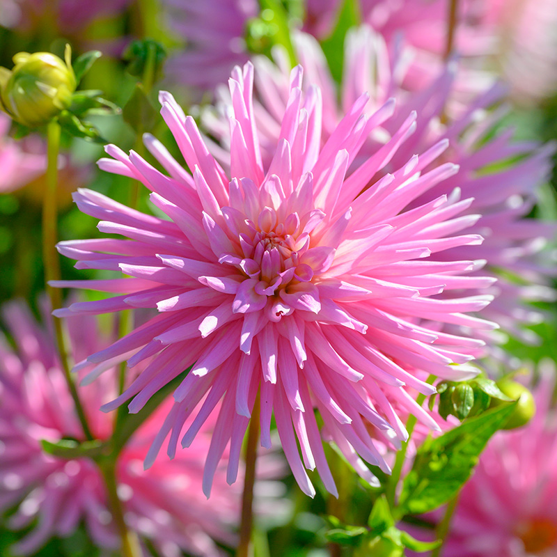 Dahlia Park Princess