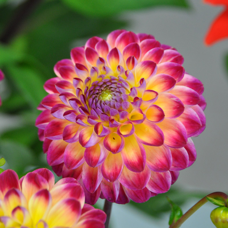 Dahlia Hapet Daydream