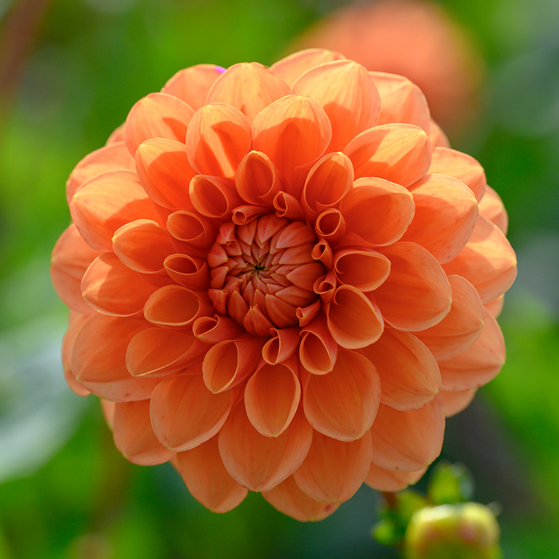 Dahlia Sylvia