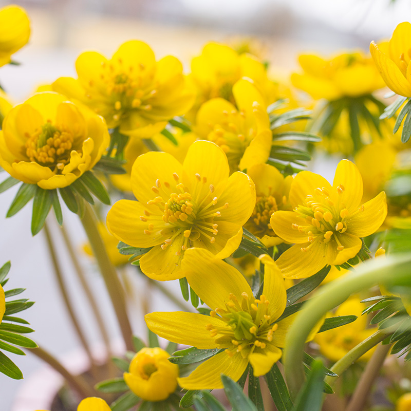 Winterakoniet (Eranthis cilicica)