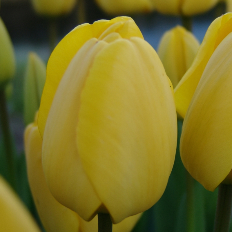 Tulp Golden Apeldoorn