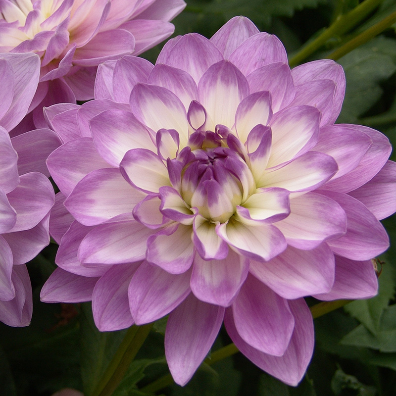 Dahlia Blue Wish