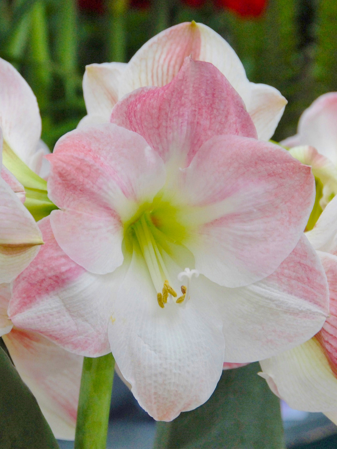 Amaryllis Apple Blossom