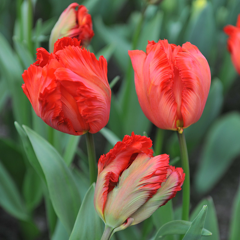 Tulp Exotic Parrot