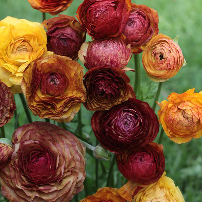 Ranunculus Picotee Café , à 10 | 88060