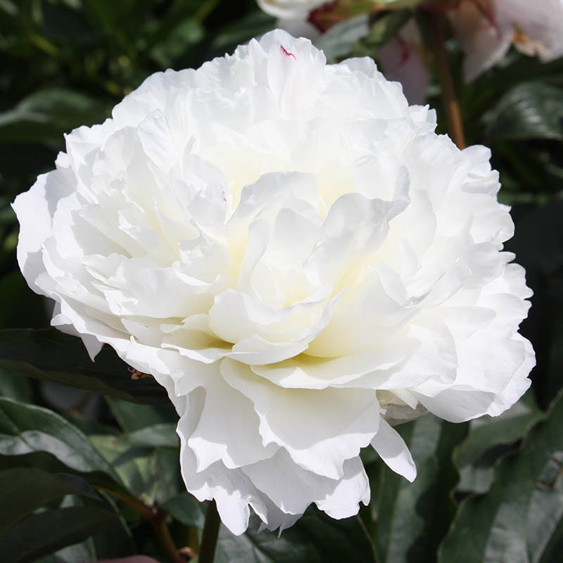 Pioenroos (Paeonia lactiflora) 'Shirley Temple'