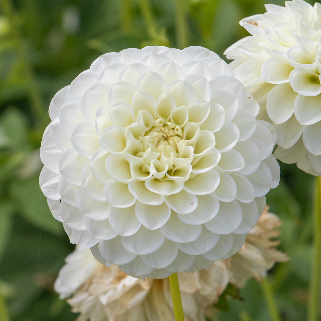 Dahlia White Aster