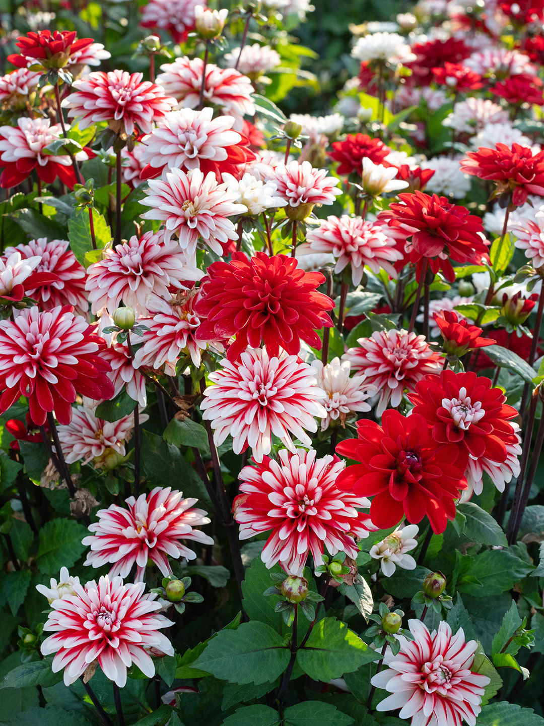 Dahlia Pacific Time