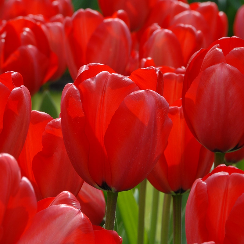 Grootverpakking Tulp Red Impression® 