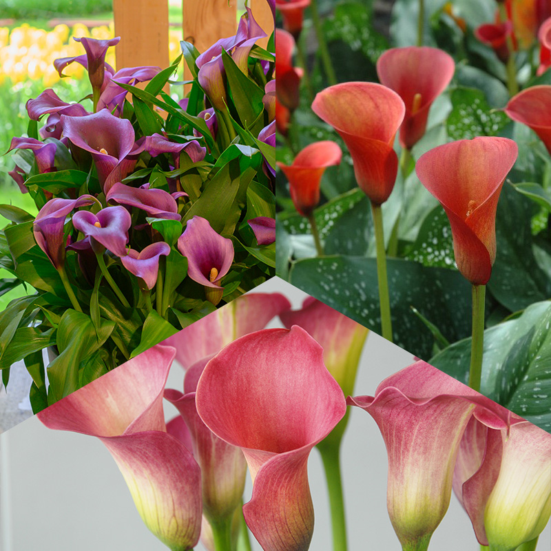 Calla Mix “Kleurrijke Zomer”