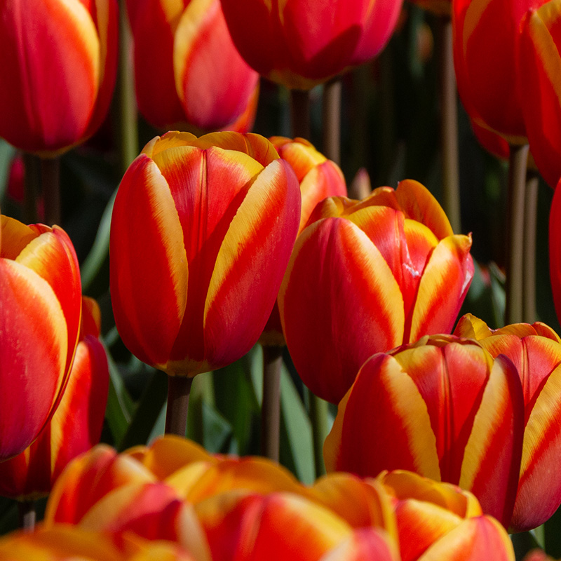 Tulp World's Favourite®