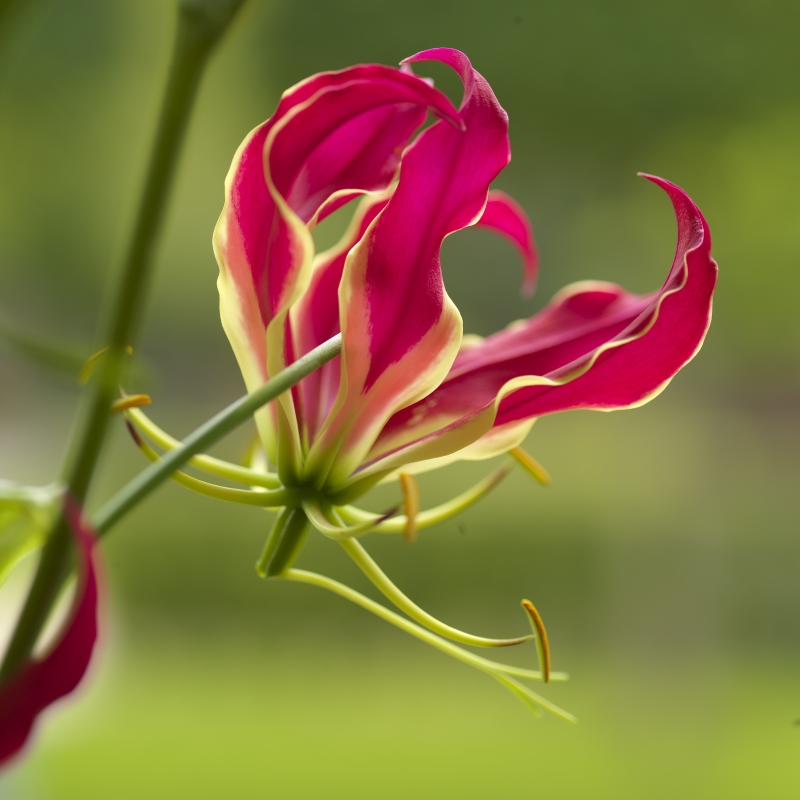 Gloriosa Rothschildiana