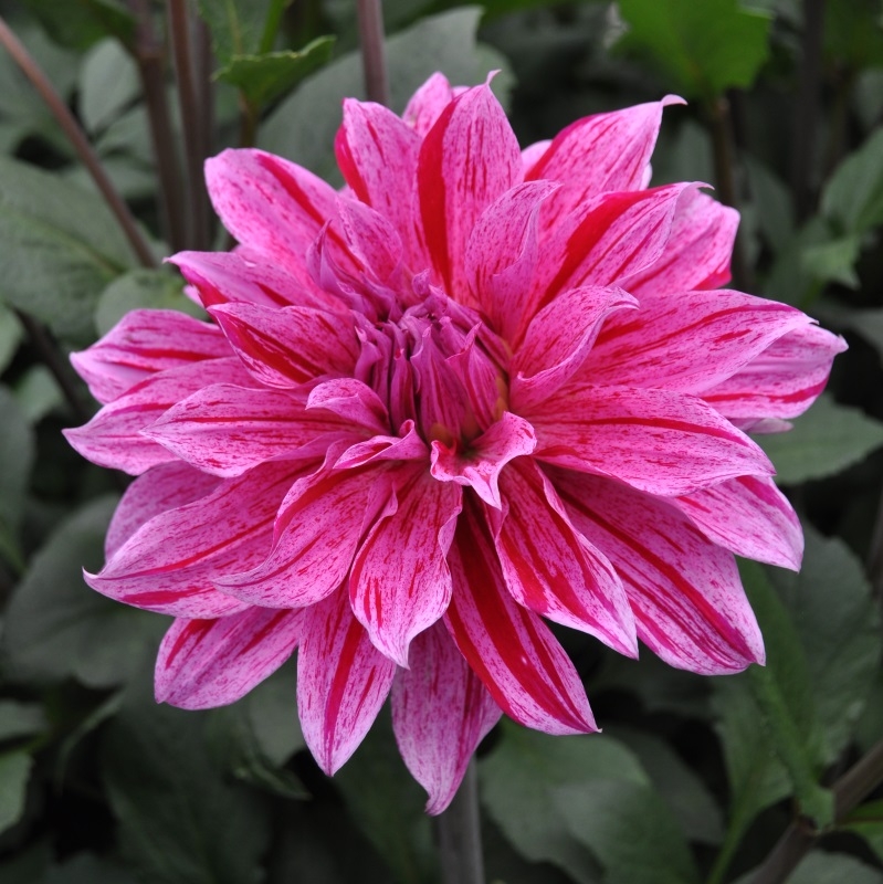 Dahlia Babylon lila gevlamd