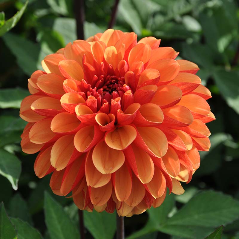 Dahlia American Sunset®