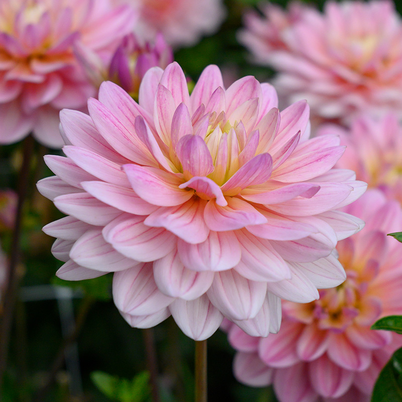 Dahlia Pink Magic®