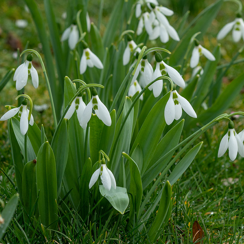 Grootverpakking Sneeuwklokje - Galanthus -verwildering - meerjarig