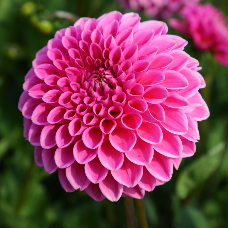 Dahlia Sandra