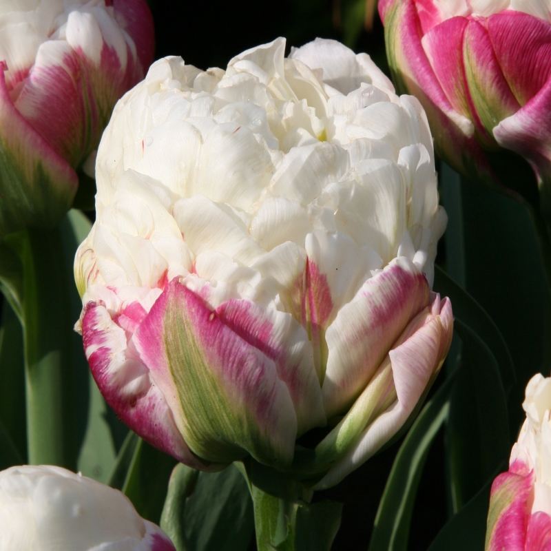 Tulp Ice Cream