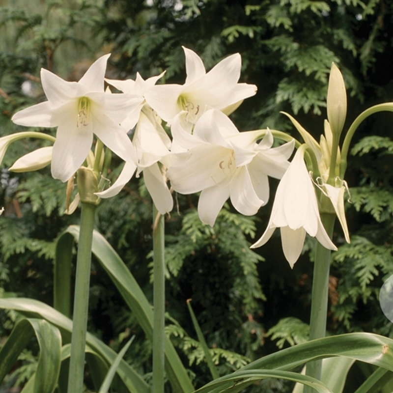 Haaklelie - Crinum powellii Album