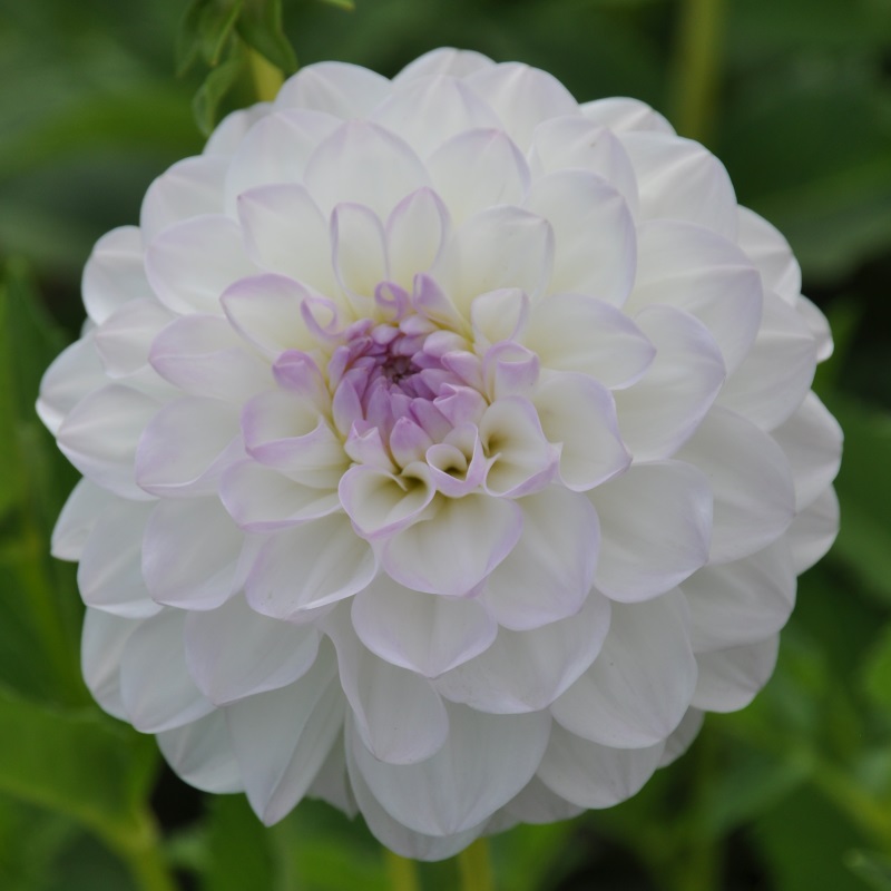 Dahlia Eveline NL