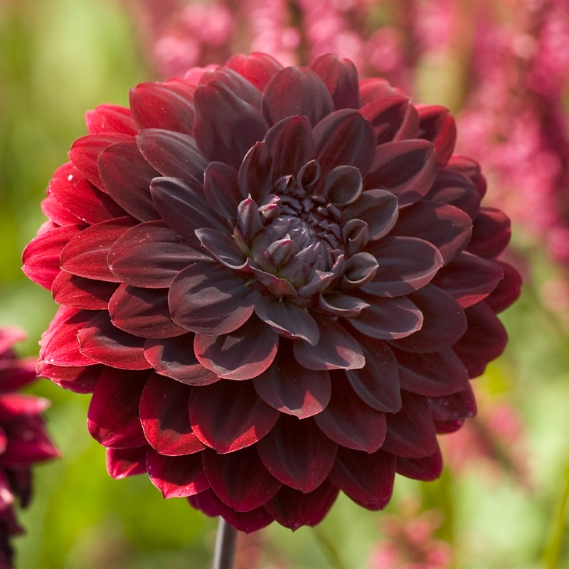 Dahlia Arabian Night